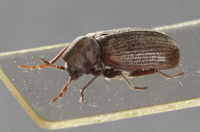 The common furniture beetle (<em>Anobium punctatum</em>).