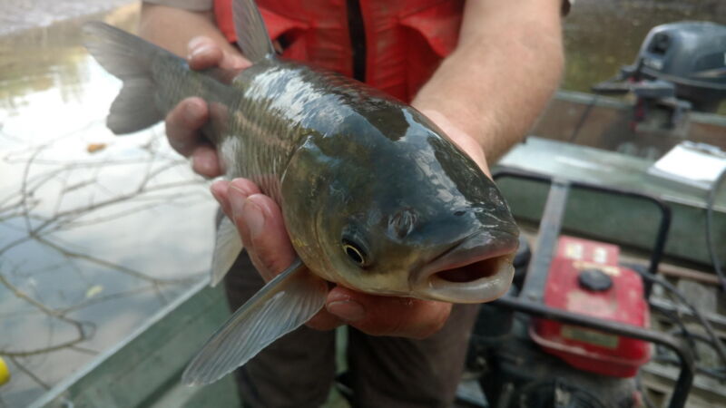 Close up of Asian Carp
