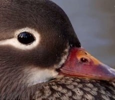 DuckDuckGo's Privacy-Enhanced Browser Waddles Into Windows, How It Compares To Chrome