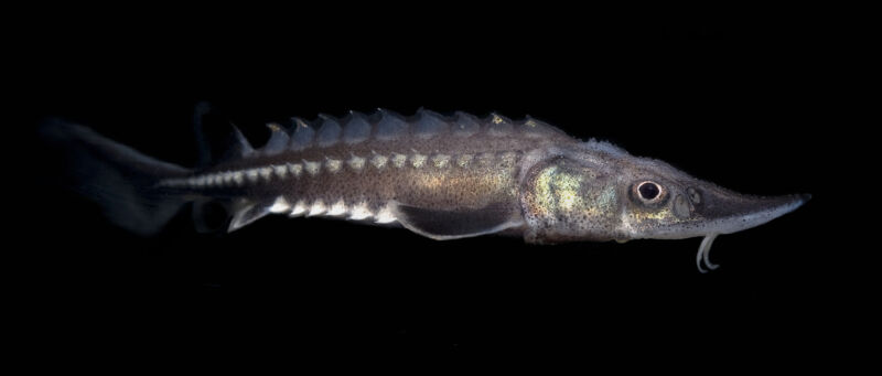 Image of a long fish with three rows of spikes down its side.