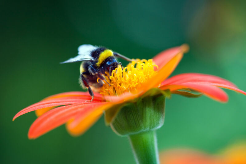 Bumblebee on a flower