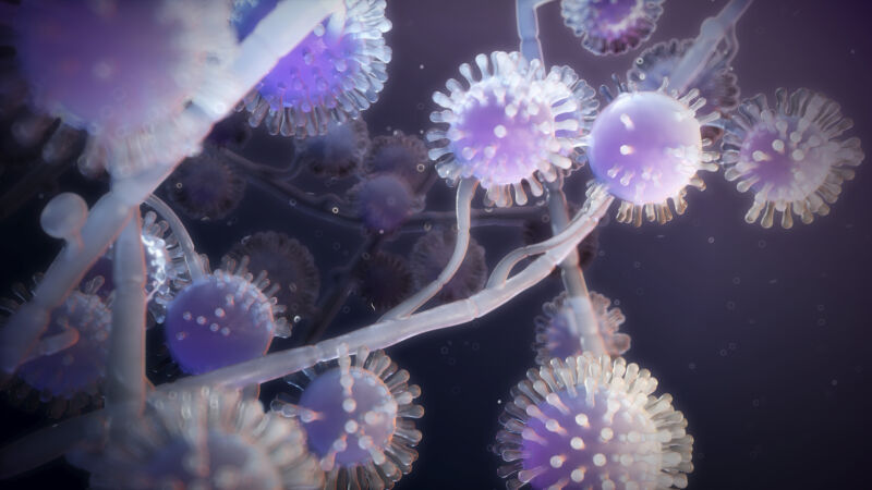 <em>Histoplasma capsulatum</em> is a species of parasitic, yeast-like dimorphic fungus that can, if inhaled, cause a type of lung infection called histoplasmosis.