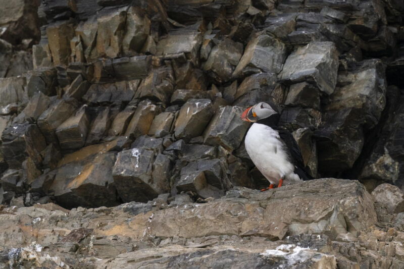 A puffin