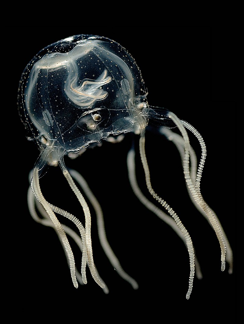 Image of a largely transparent jellyfish with relatively thick tentacles.