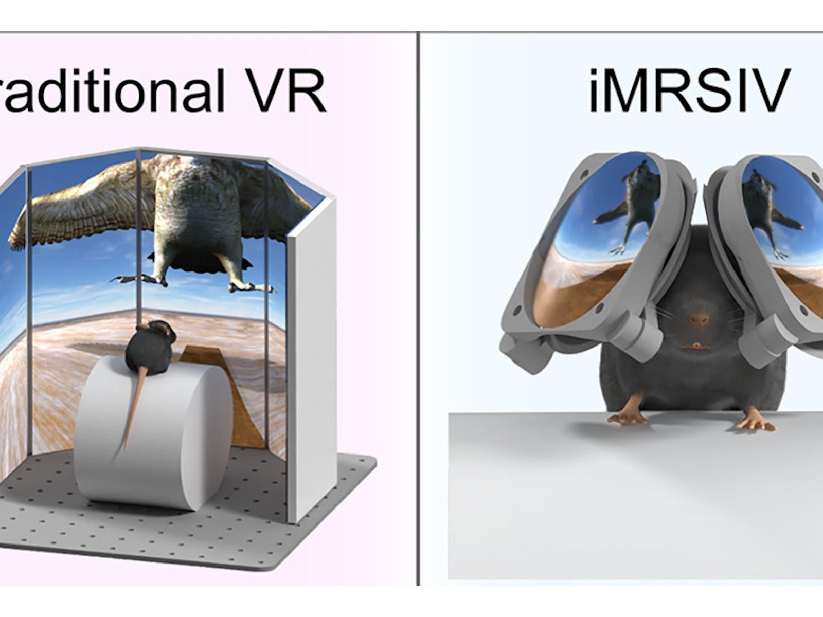 Researchers Develop Tiny Cute VR Goggles For Mice With Big Implications