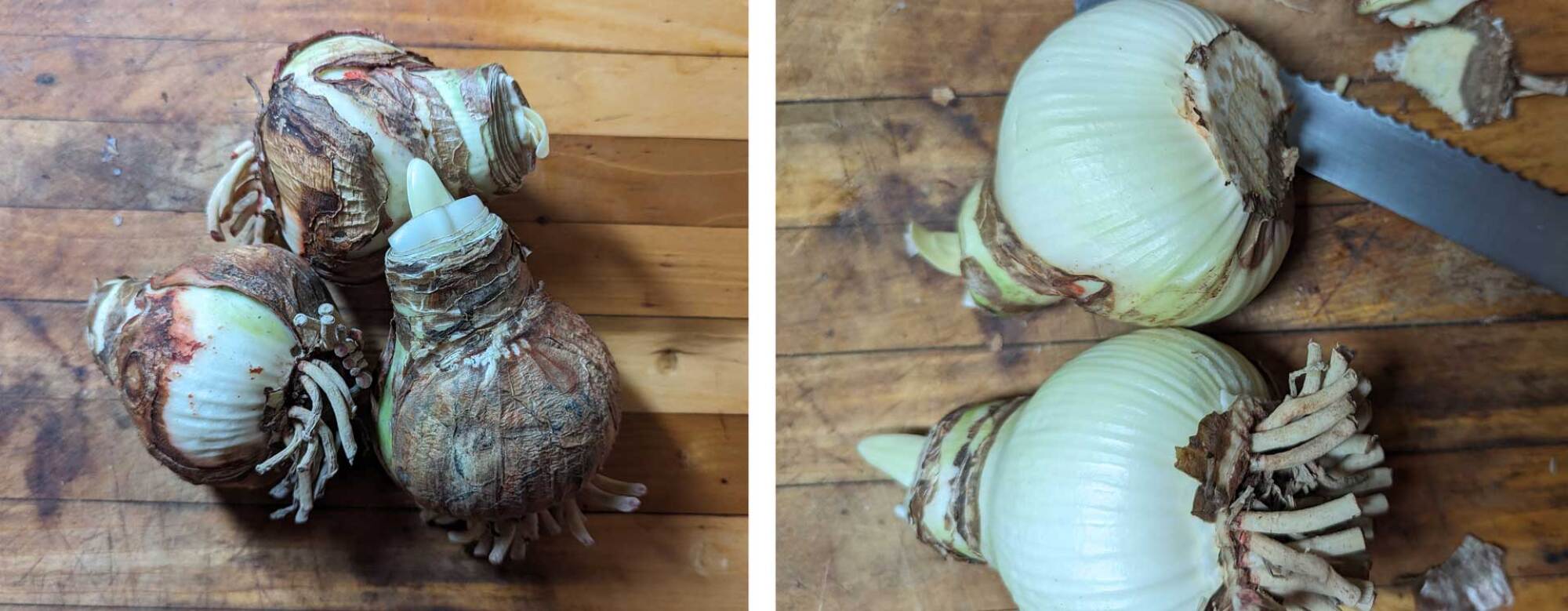 Bulbs fresh out of the bag, and once peeled, with the basal plate cut off