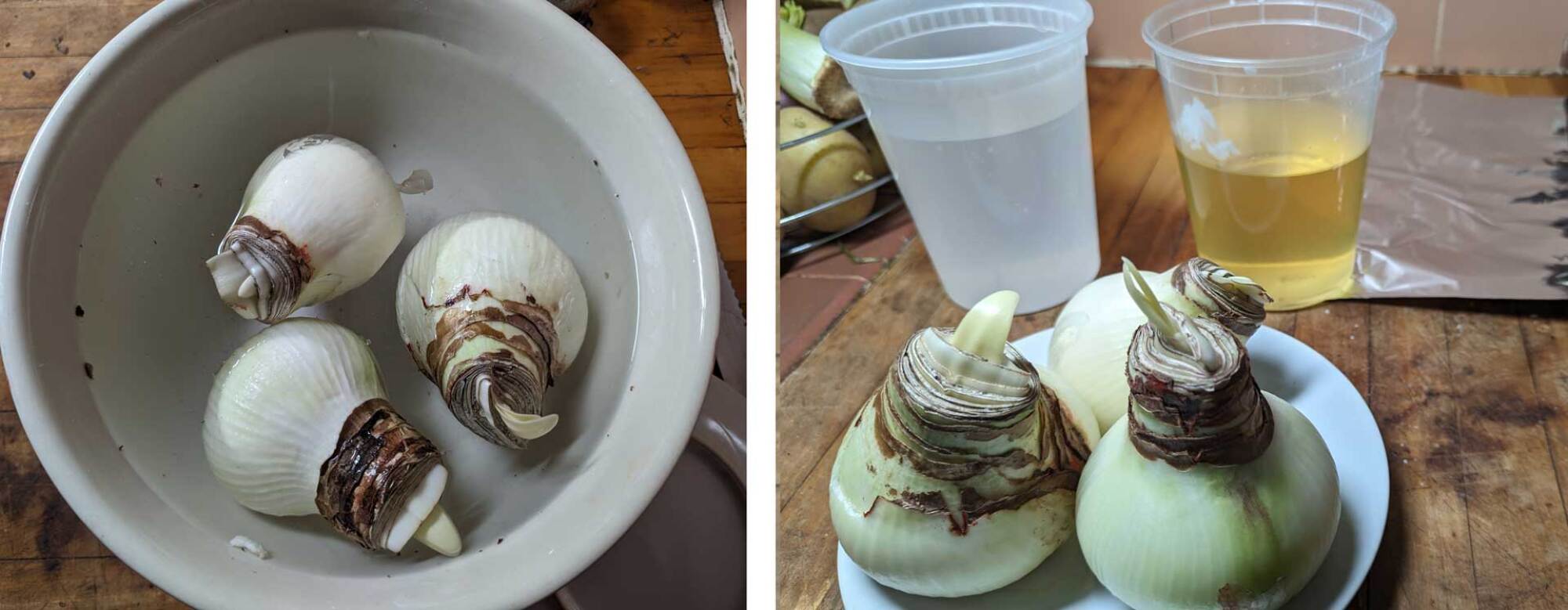 bulbs soaking on the left and then preparing the wax, water and foil on the right. 