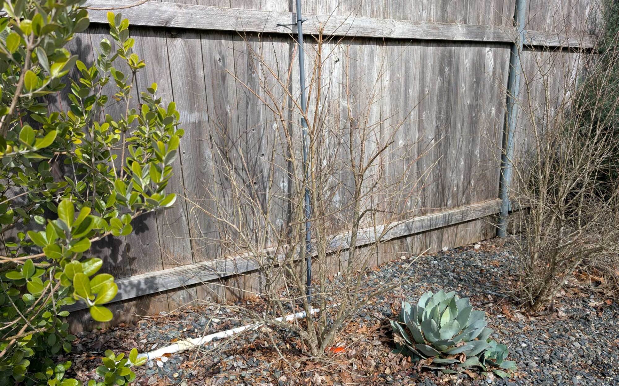 A dwarf pomegranate, full grown