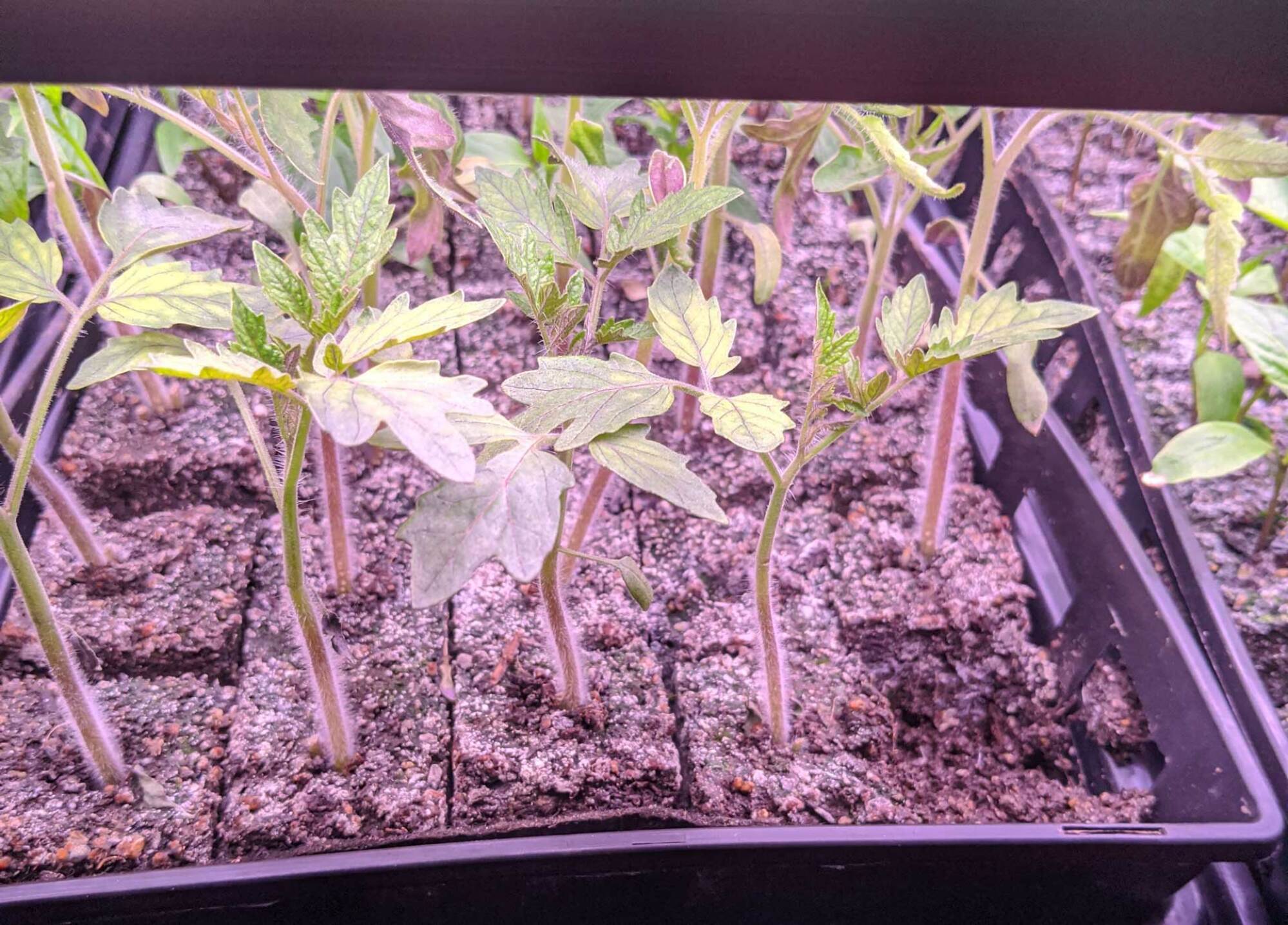 Tomatoes grown in seed blocks