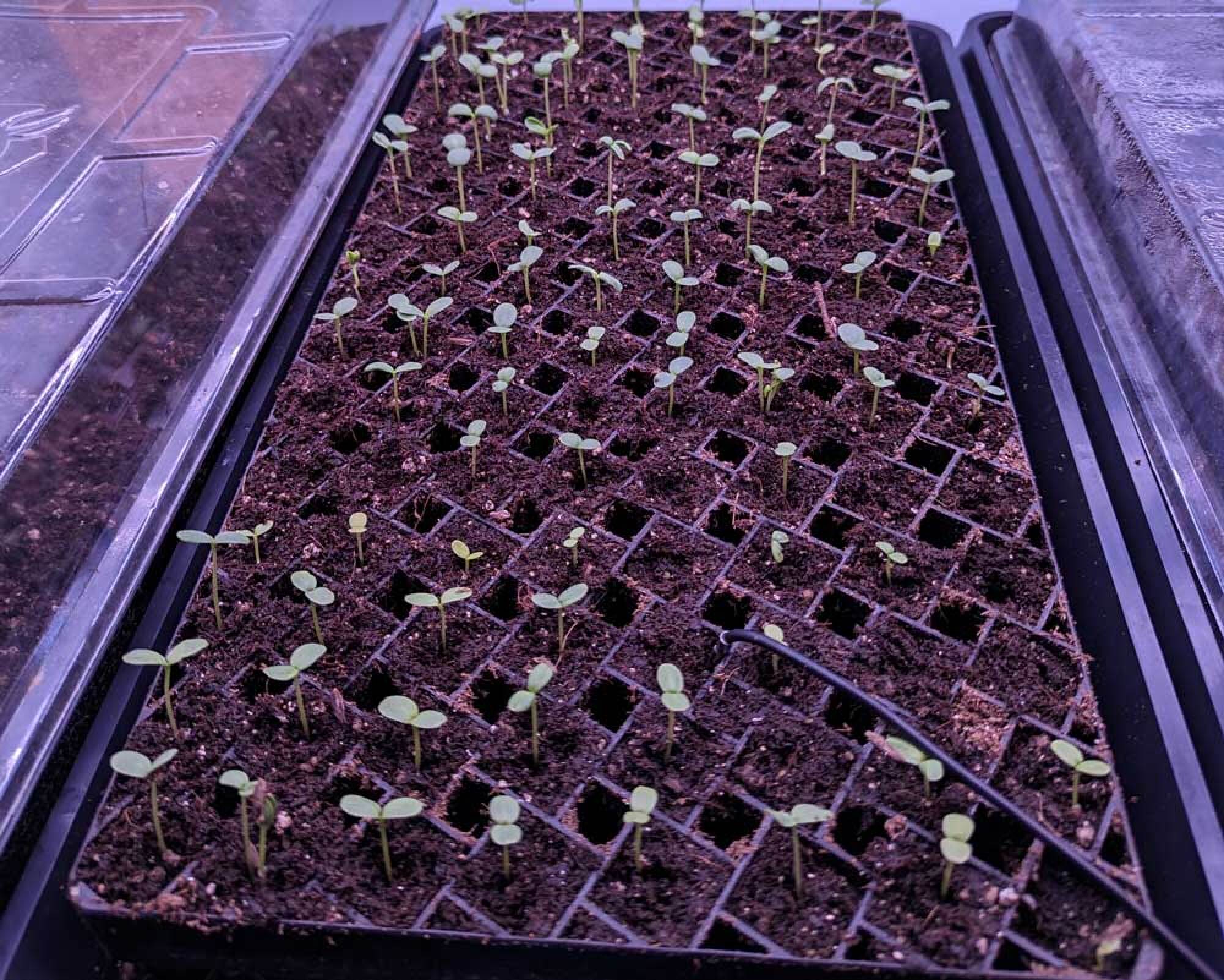 cotyledons, not true leaves