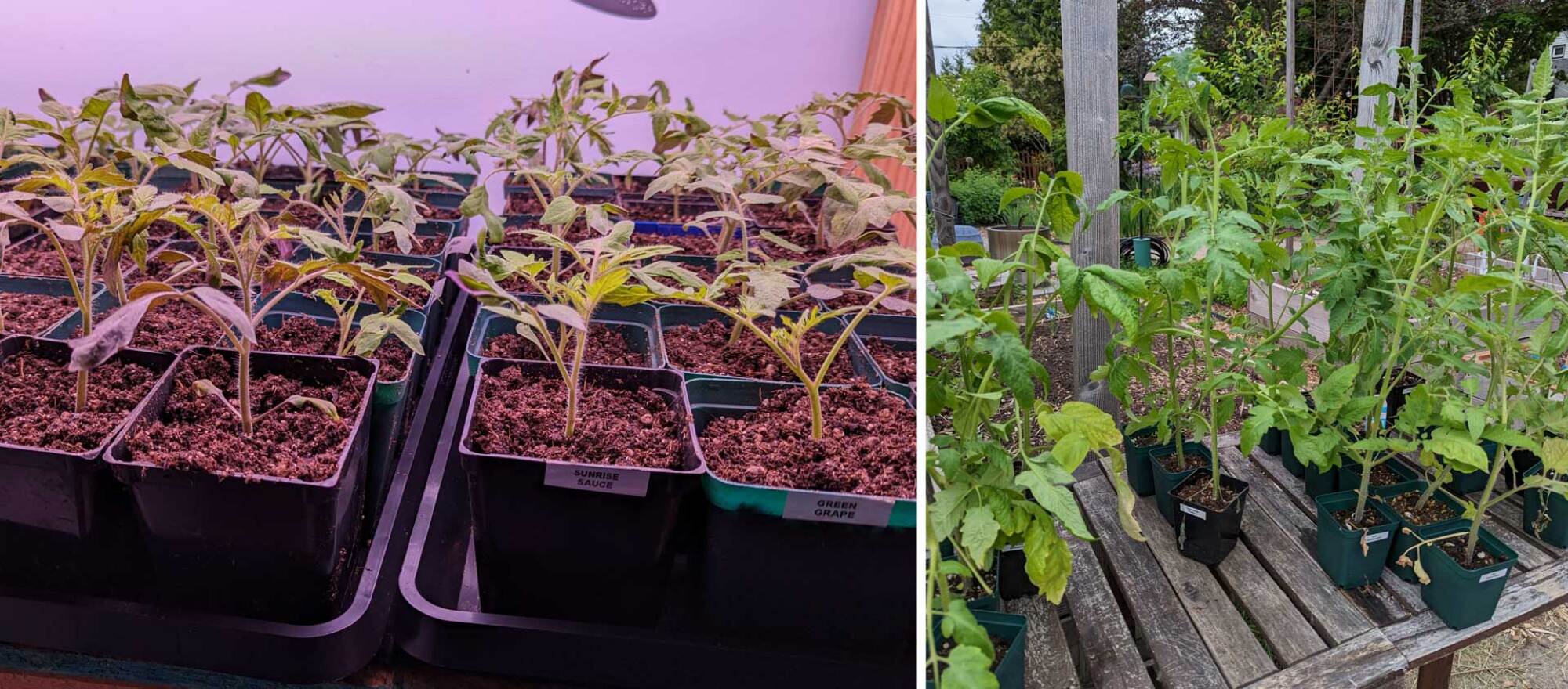 tomatoes as seedlings and ready to go in the ground