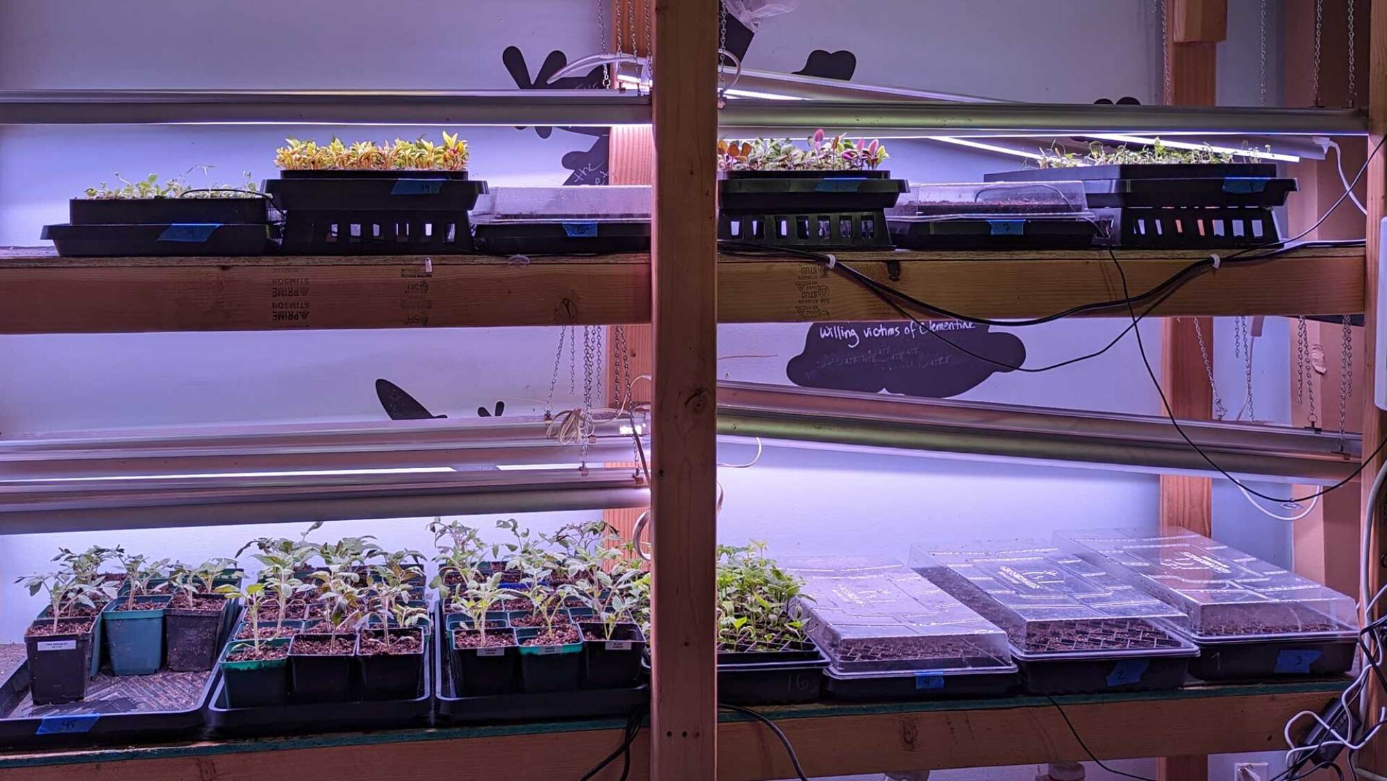Seedings under lights