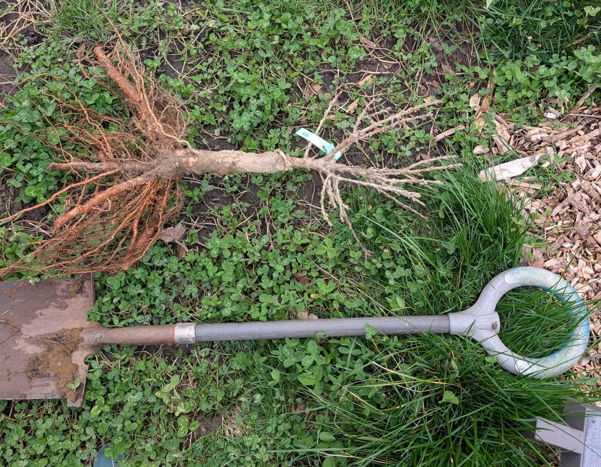 dwarf peach tree