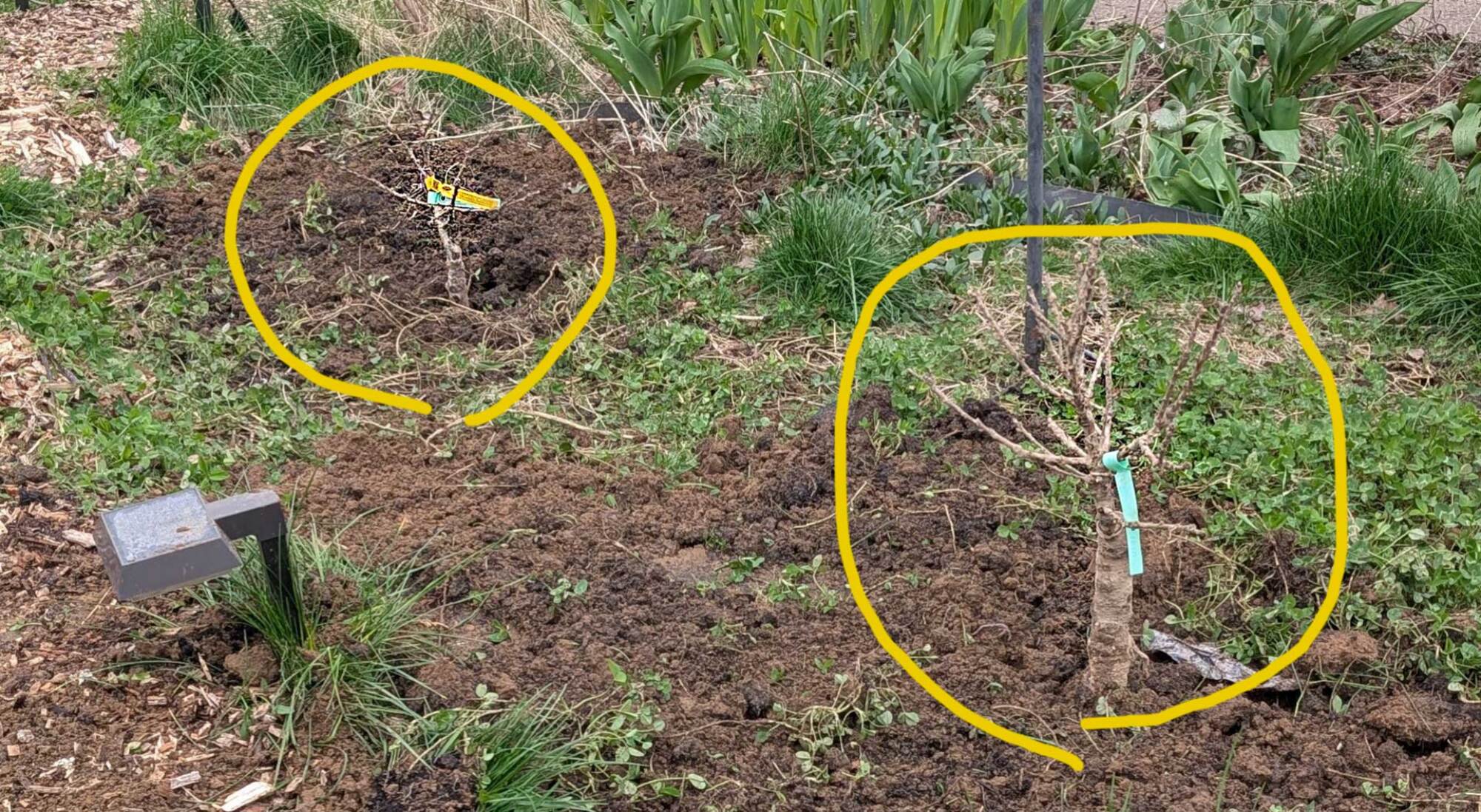 Two dwarf peach trees in the ground