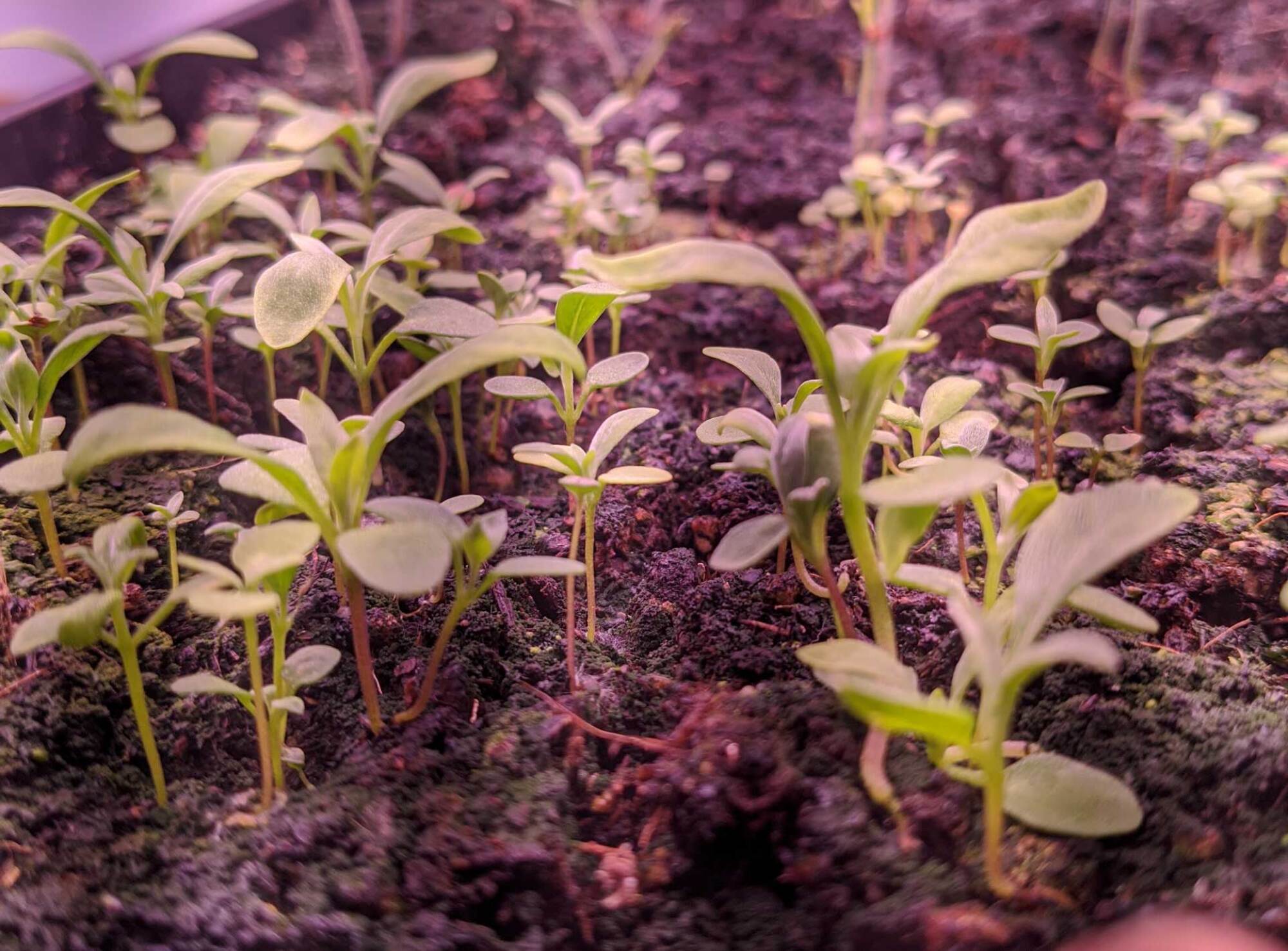 True leaves