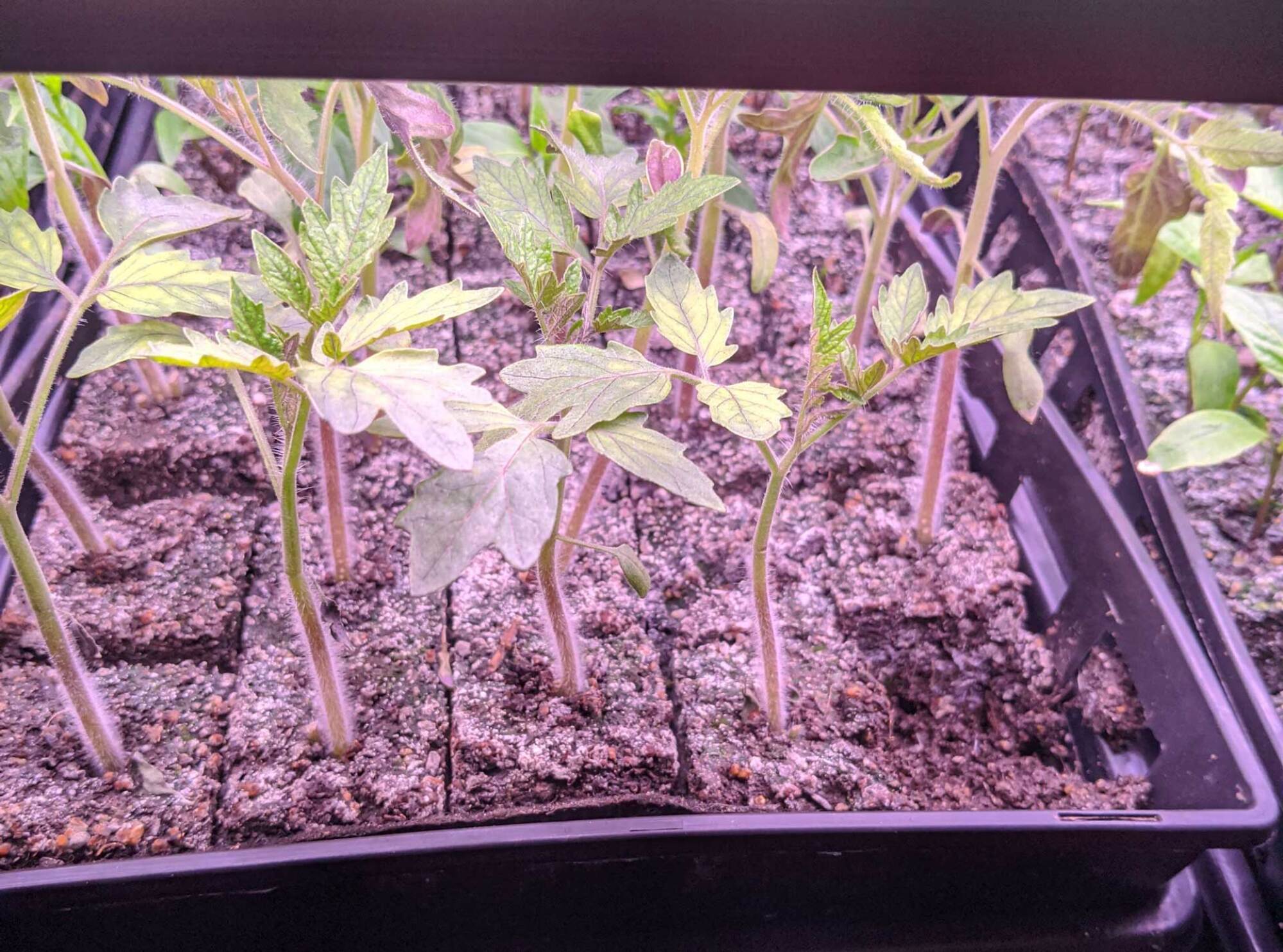 Tomatoes ready for up potting