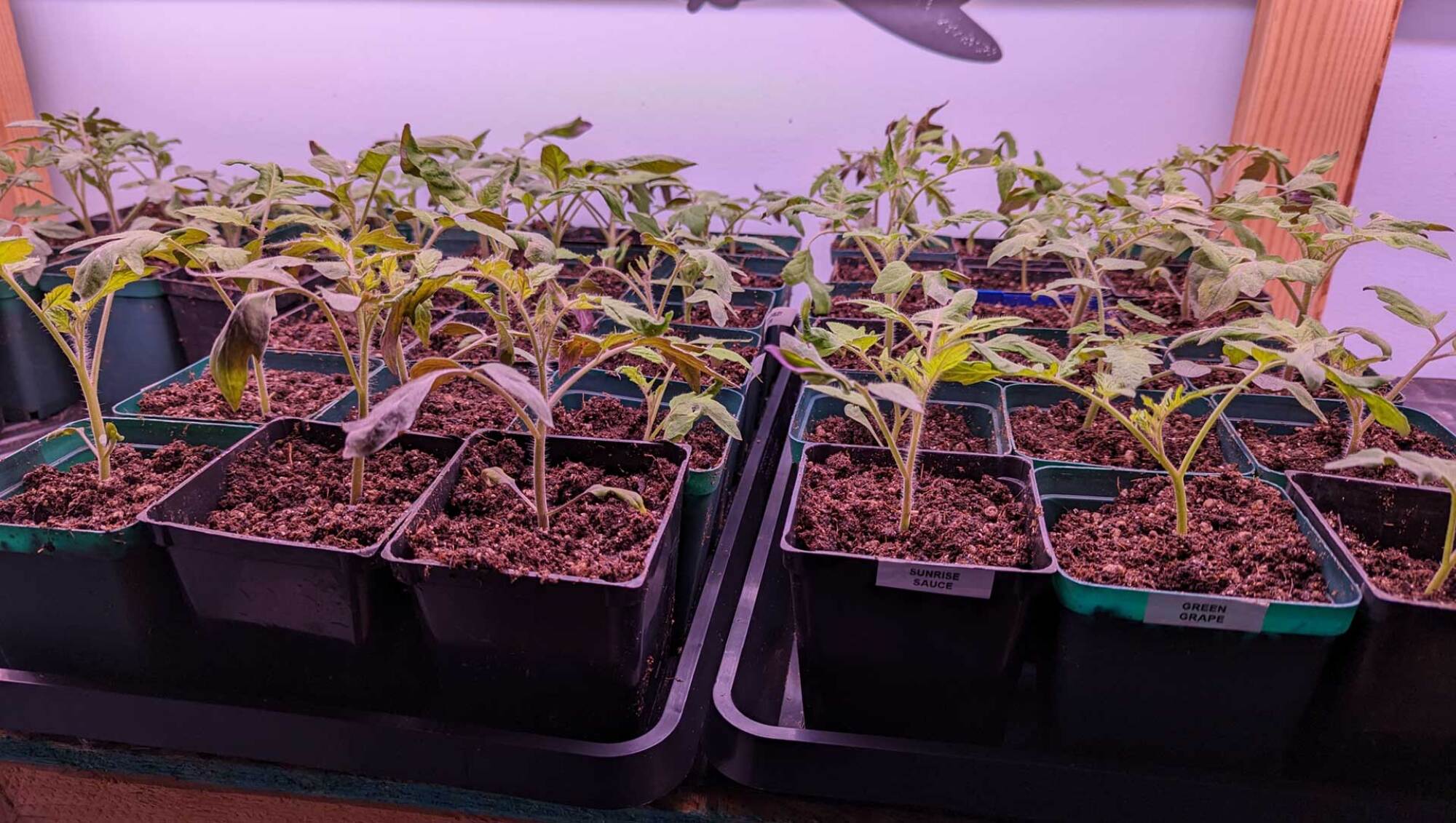 transplanted seedlings