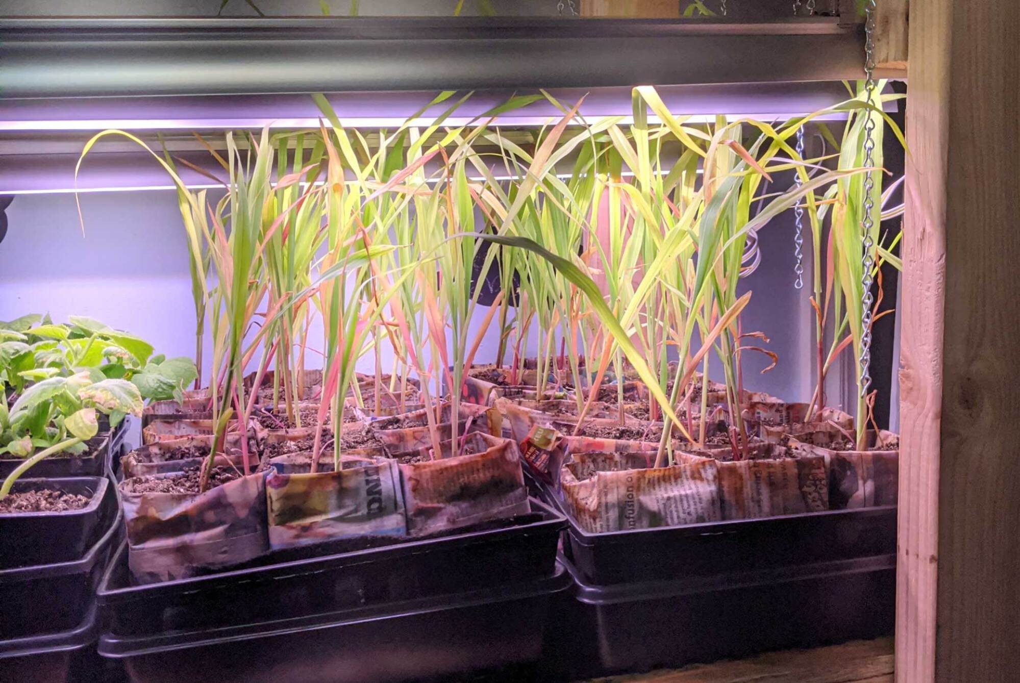 Corn in paper pots