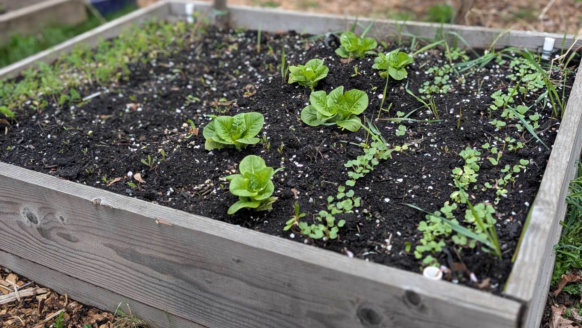 Spring vegetables planted