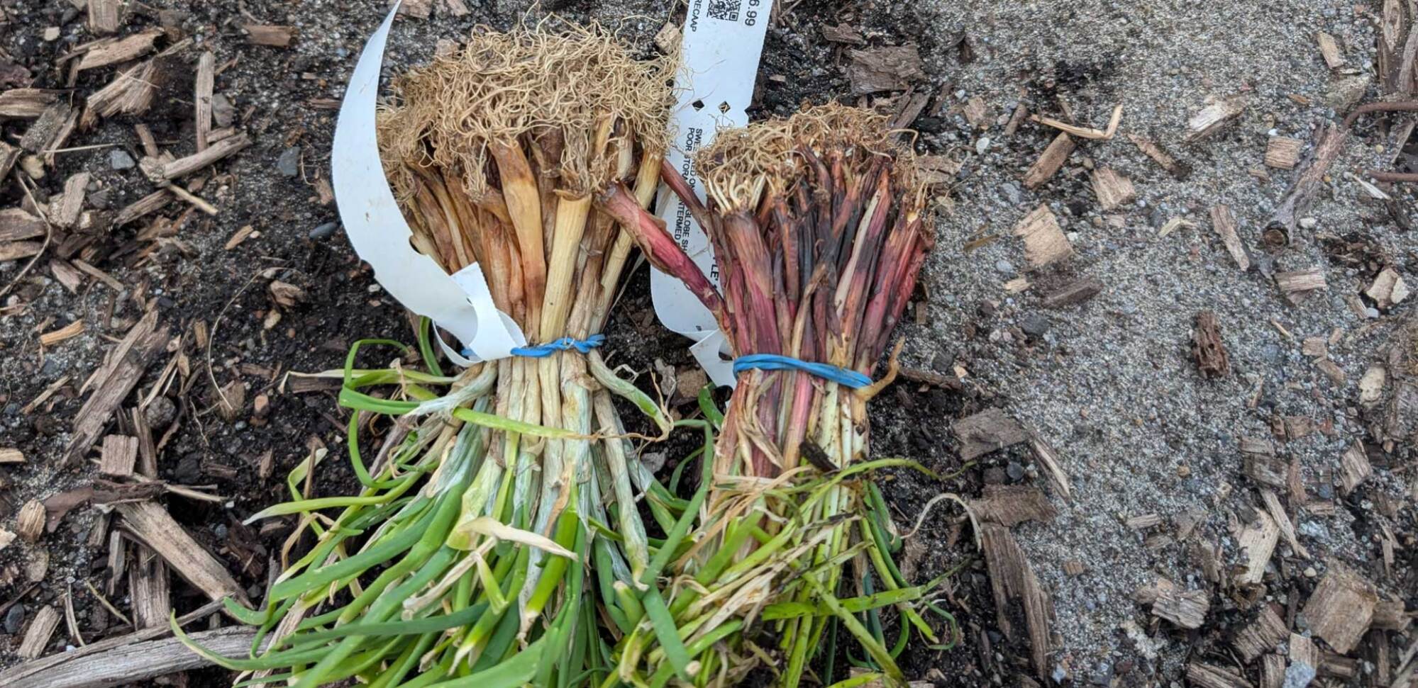 Onion sets