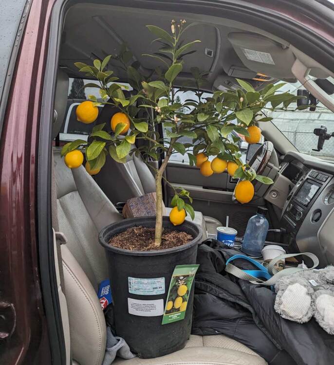 Small lemon tree in car