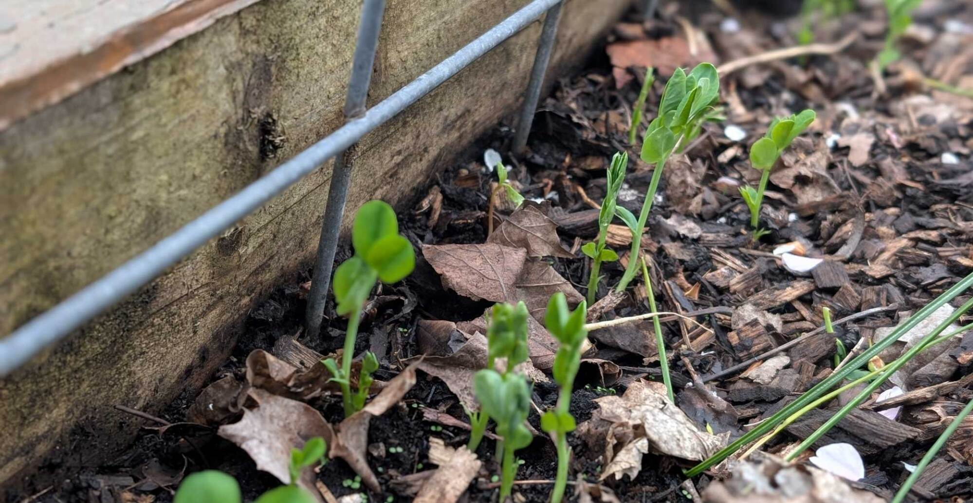 Peas coming up from seed
