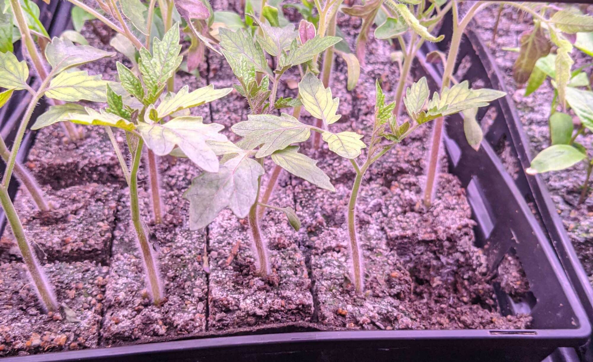 Tomato seedlings