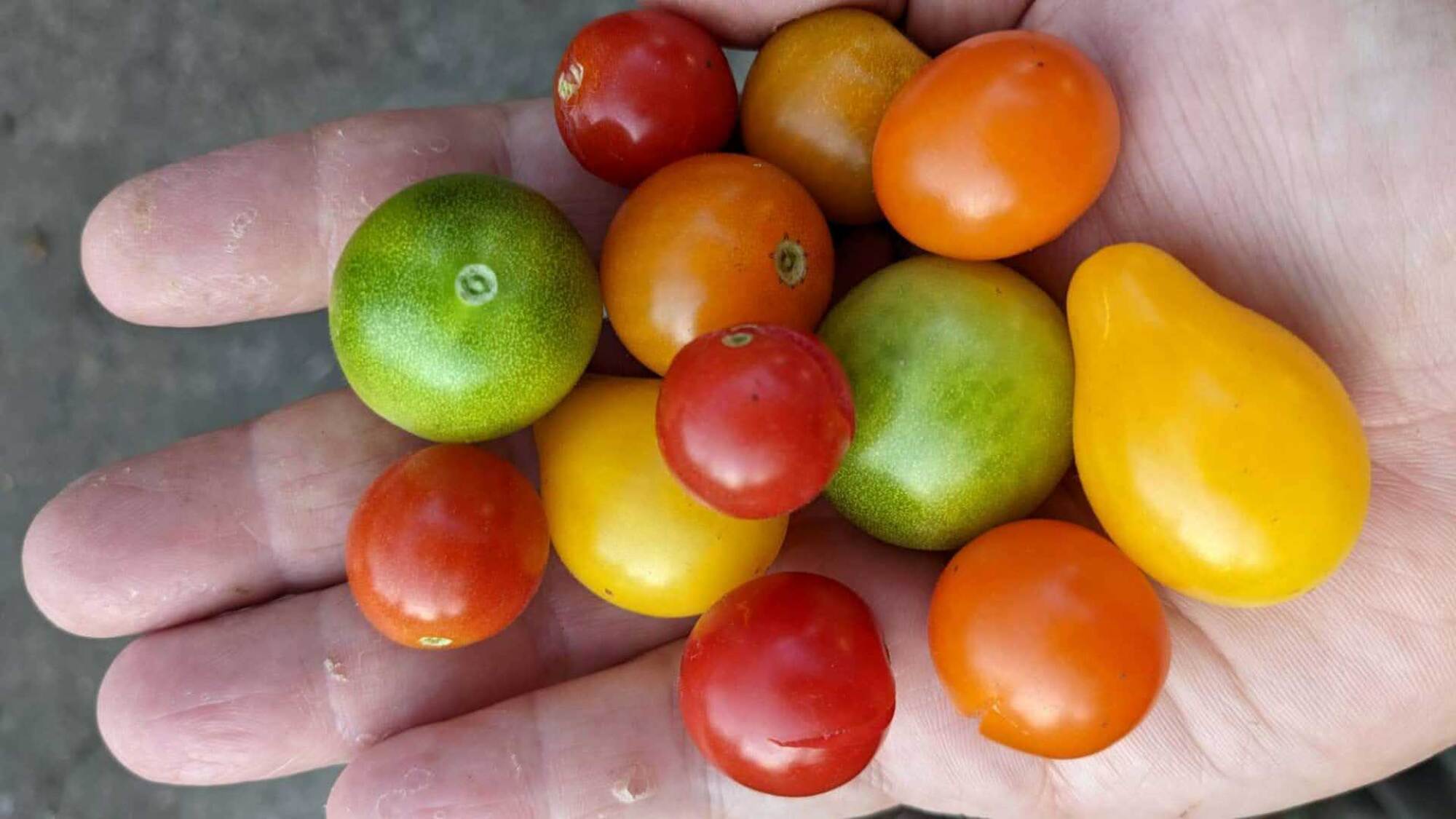 Cherry tomatoes