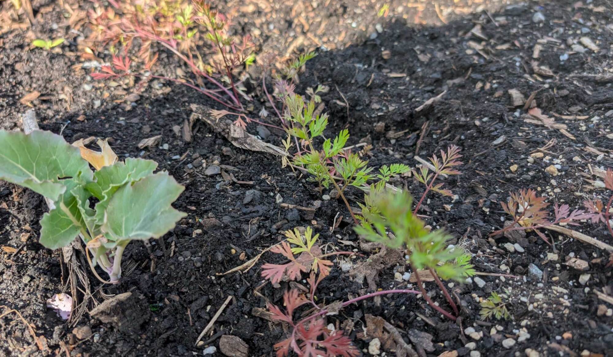 Carrot seedlings growing