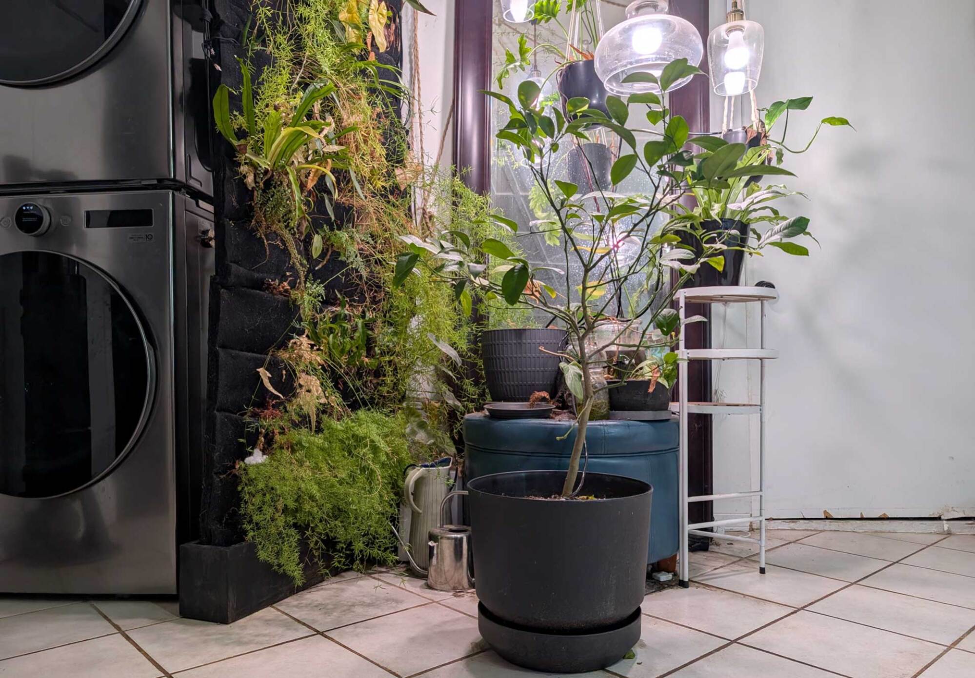 My lemon tree, inside for winter