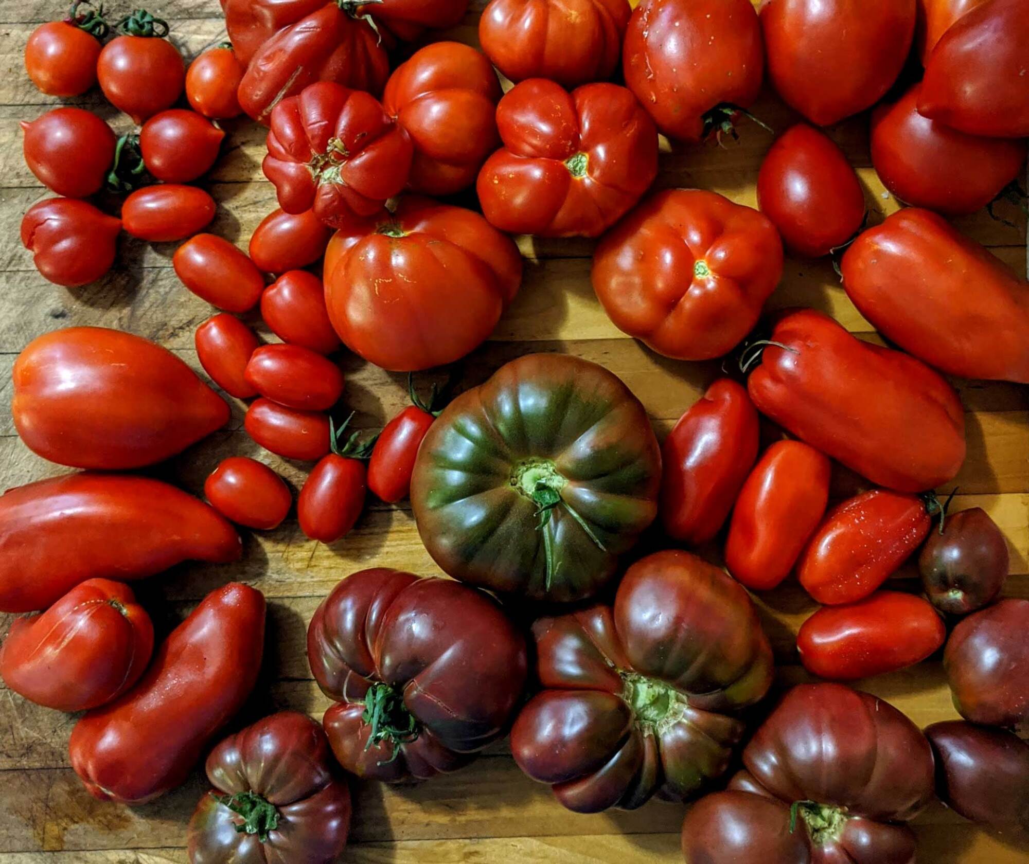 Every kind of tomato