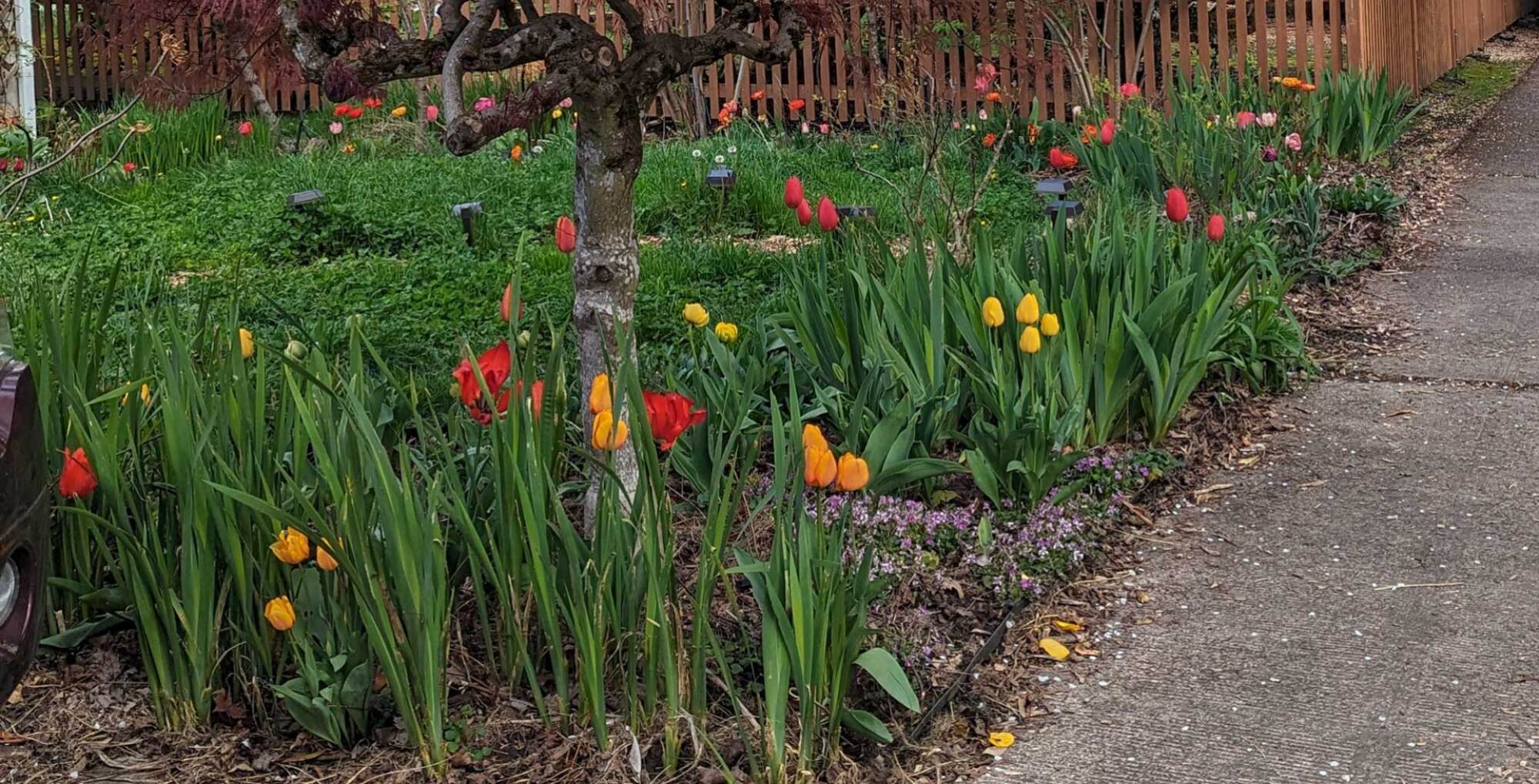 My tulips in bloom