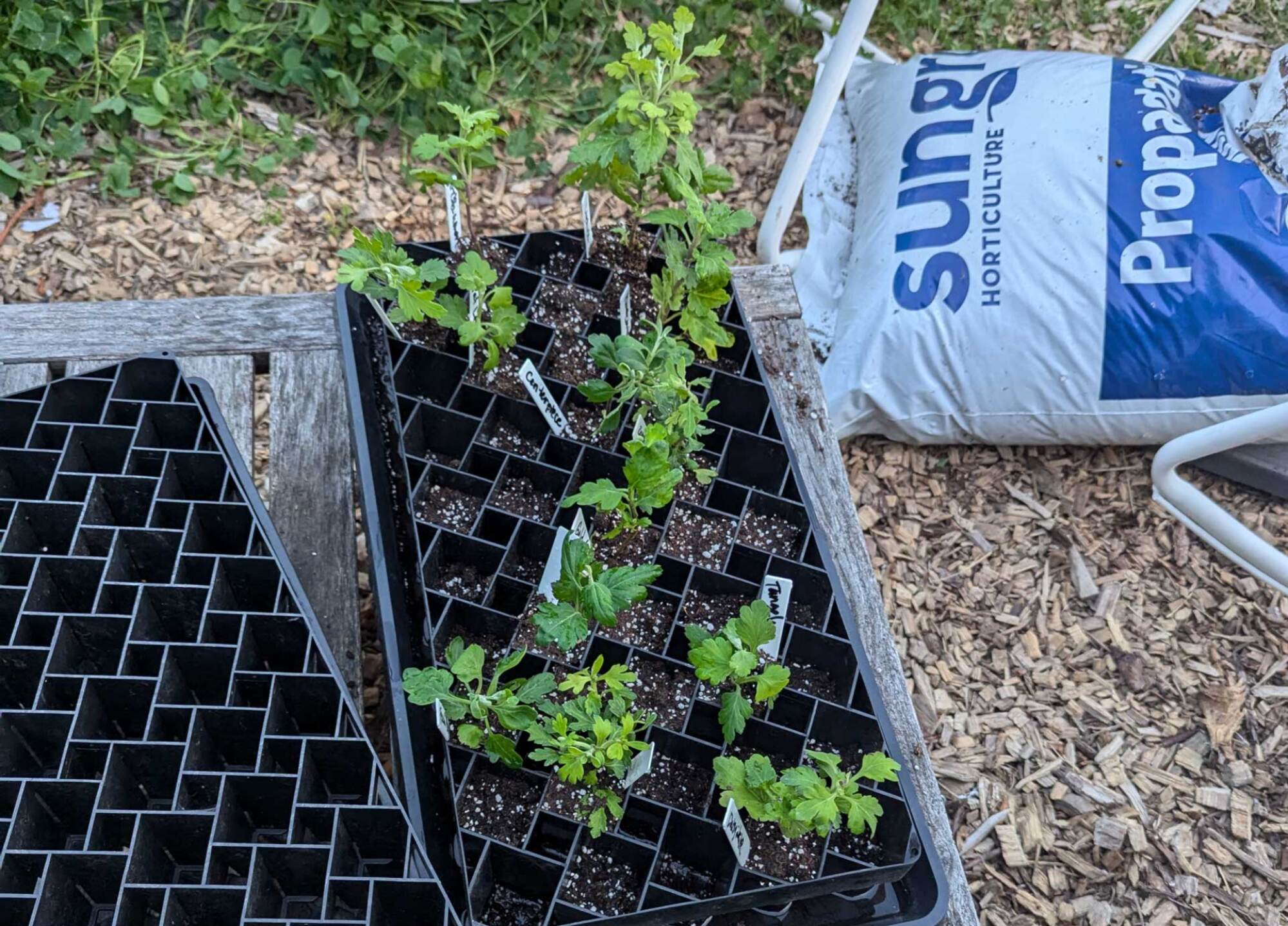 Flower seedlings