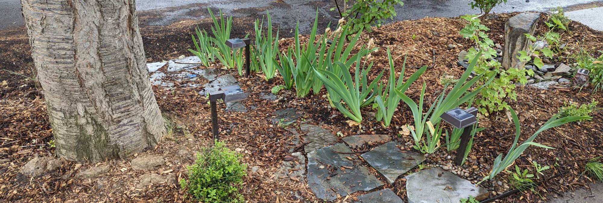 Irises that need dividing