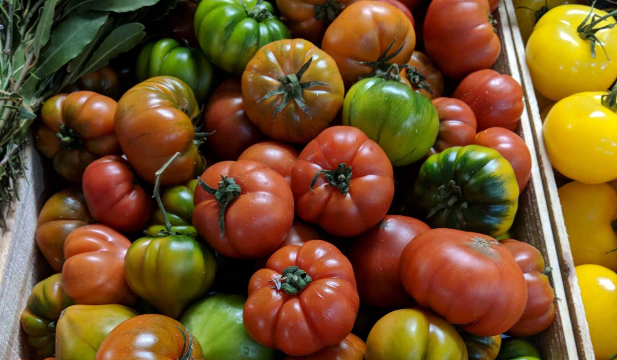 Slicing tomatoes