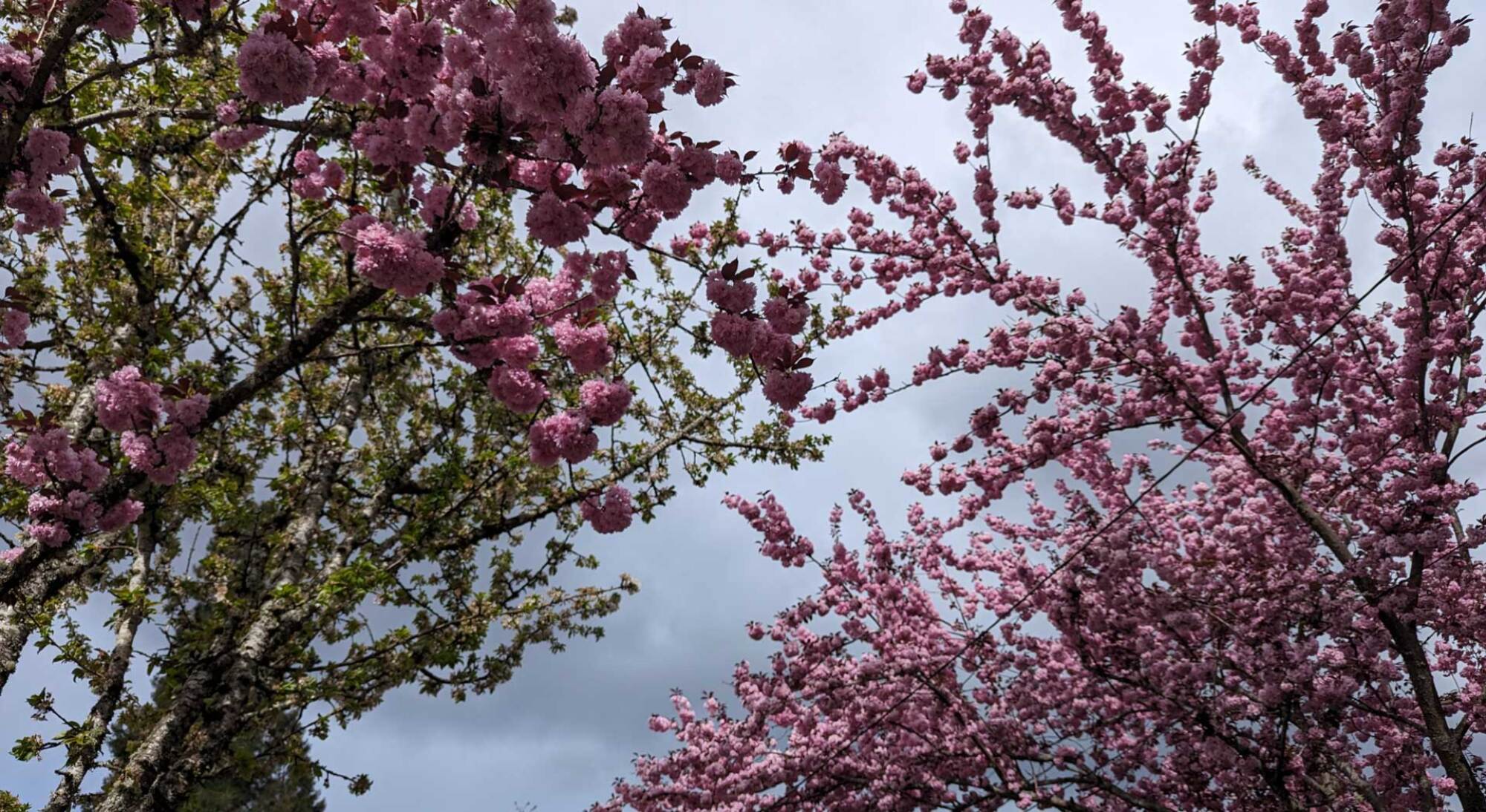 Cherry blossoms