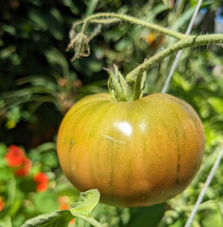 An indeterminate slicer growing
