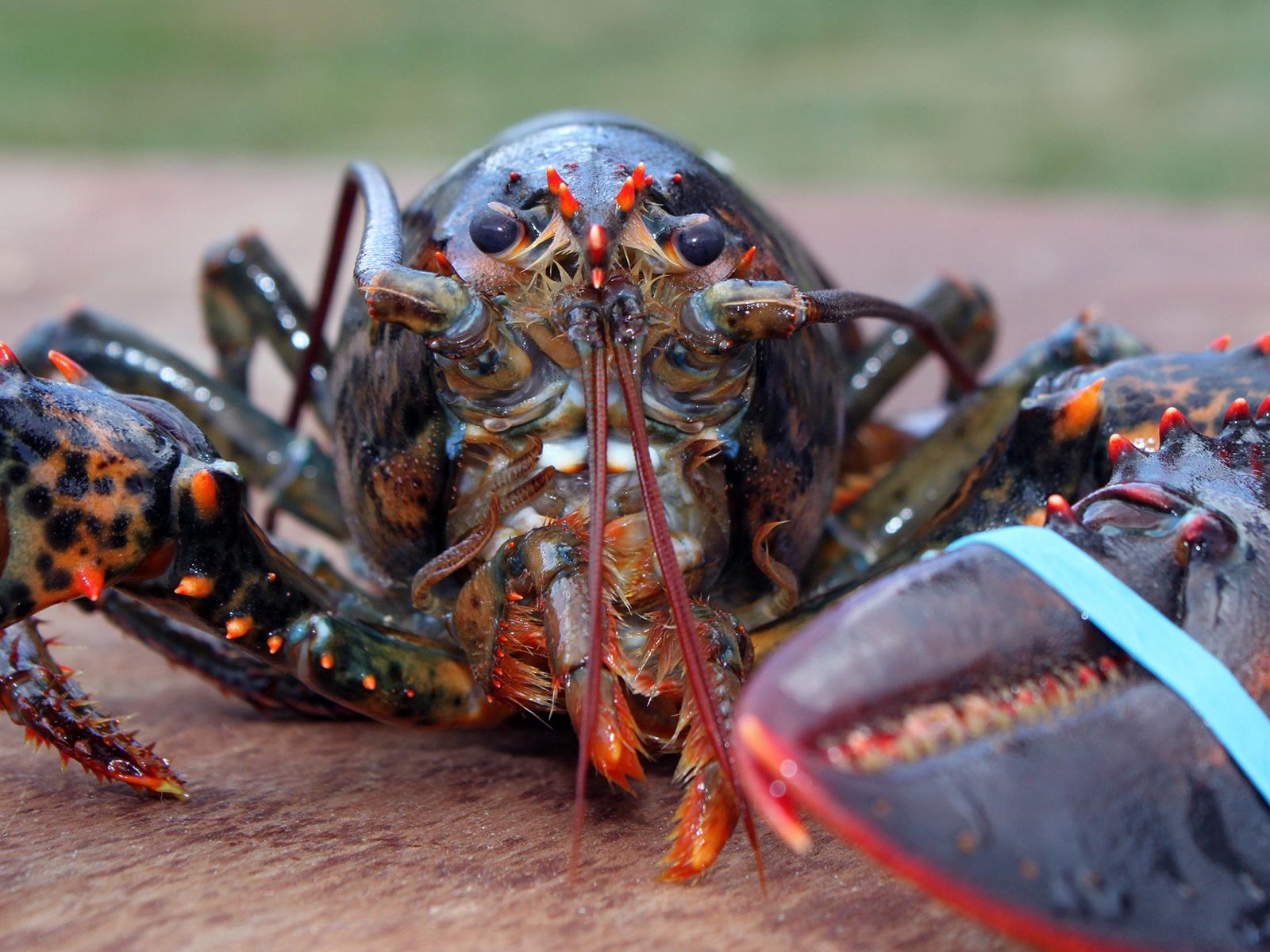 Catch Of The Day: Are Chinese Smugglers Hiding NVIDIA Chips With Live Lobsters?