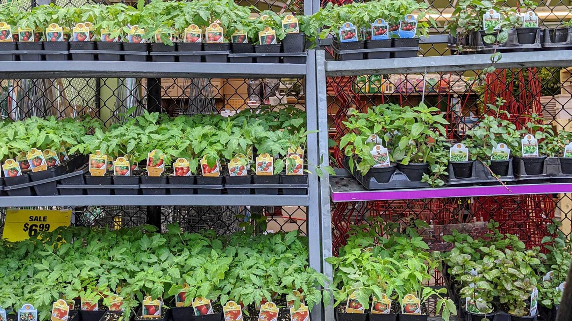 Tomatoes at the nursery