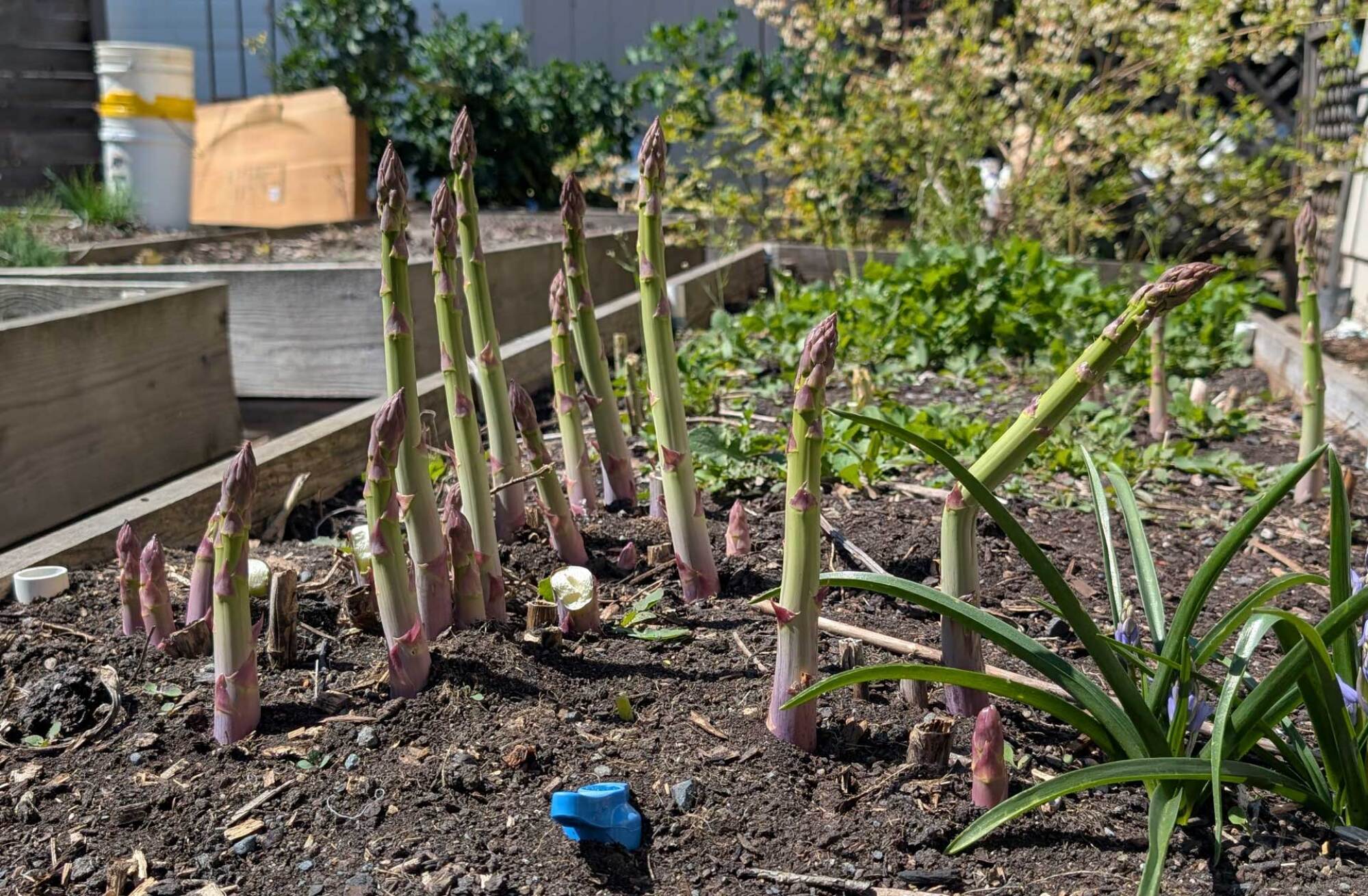 asparagus growing in the garden