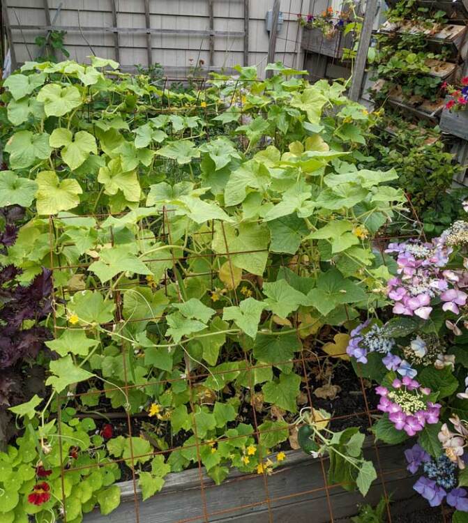 Cucumbers on a frame trellis