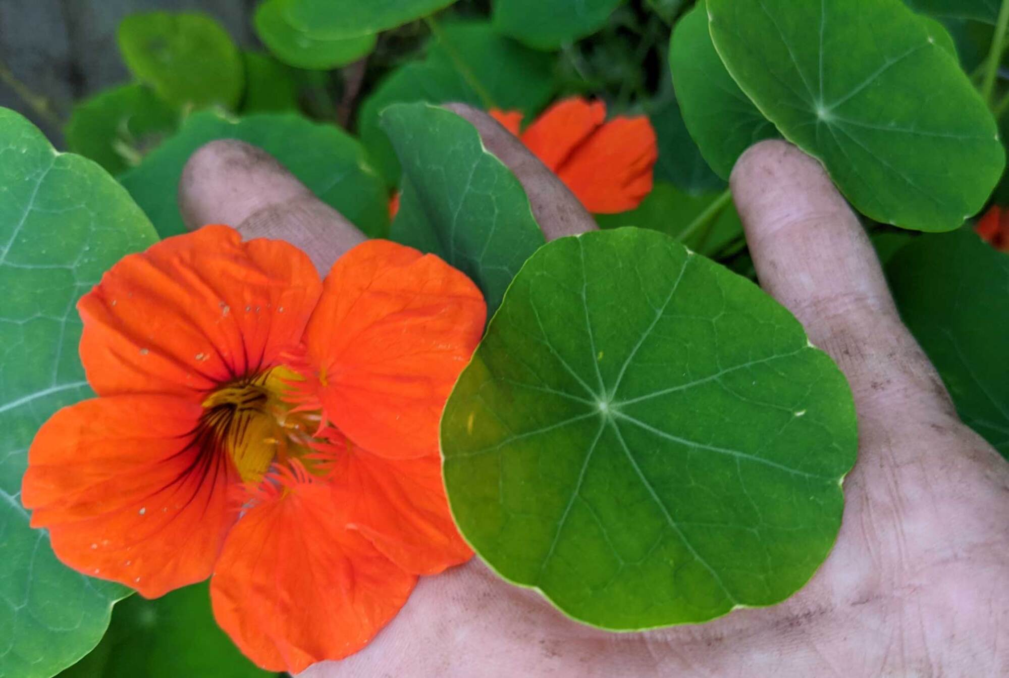 Nasturtiums growing