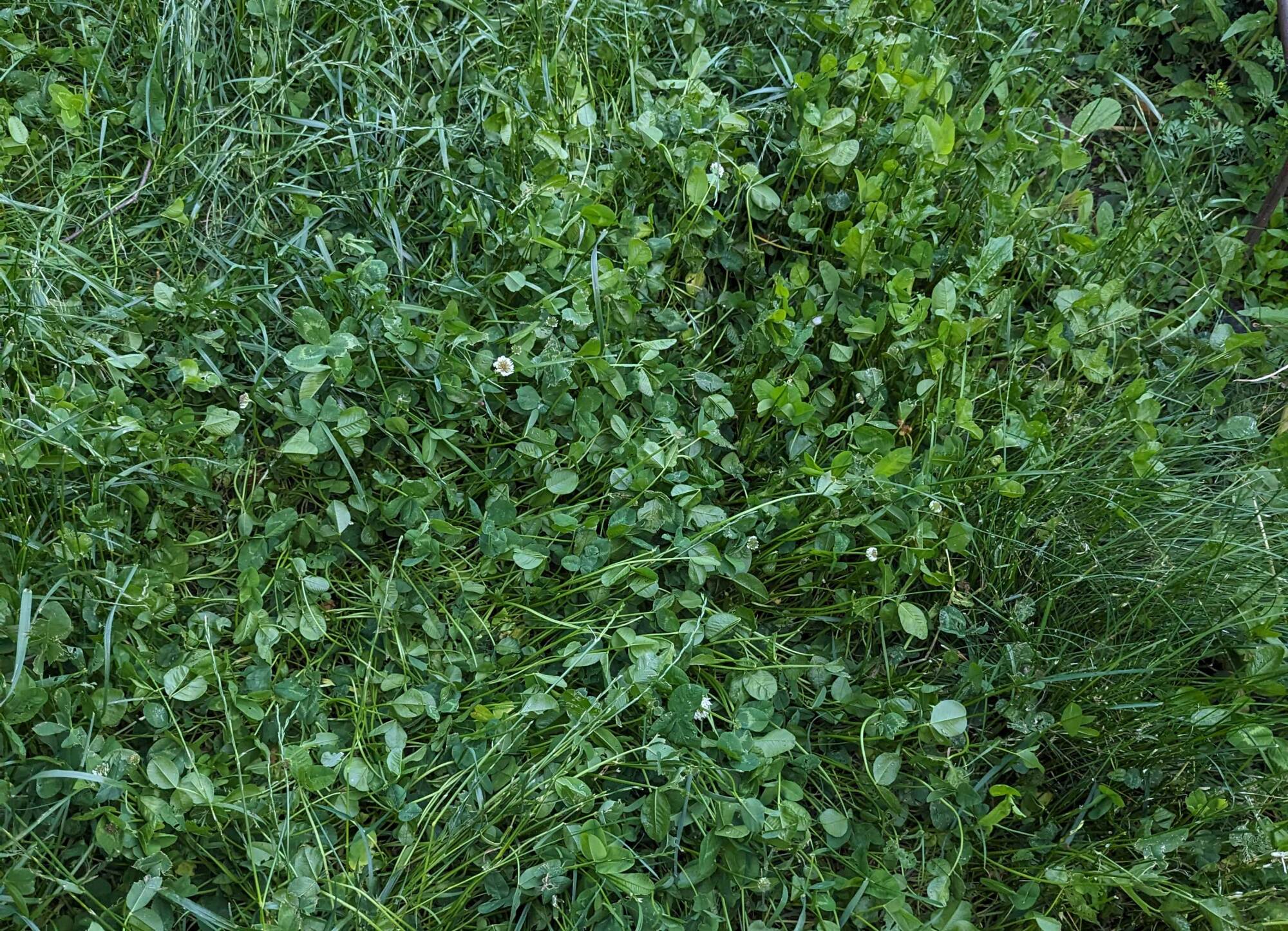 Clover lawn