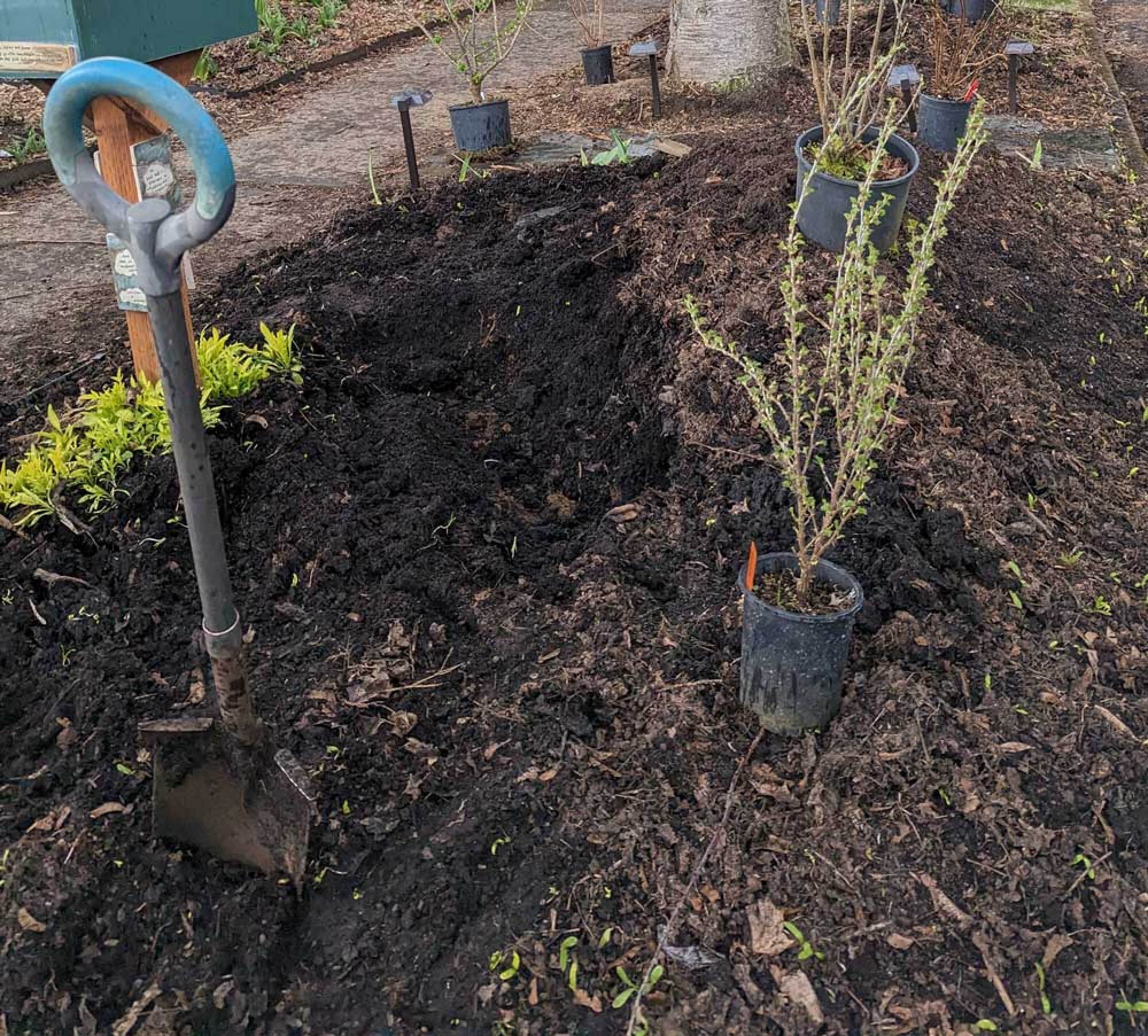 Shovel in raised bed dirt