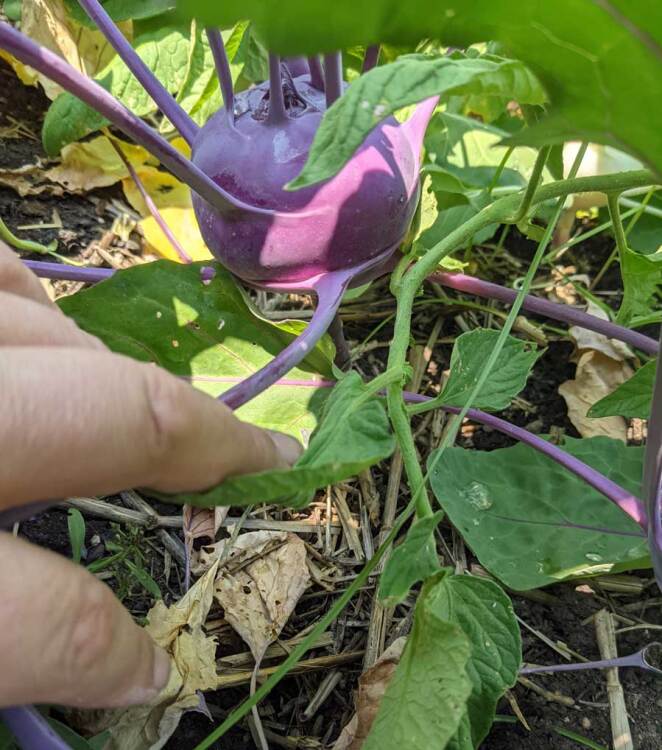 kohrabi growing underneath beans