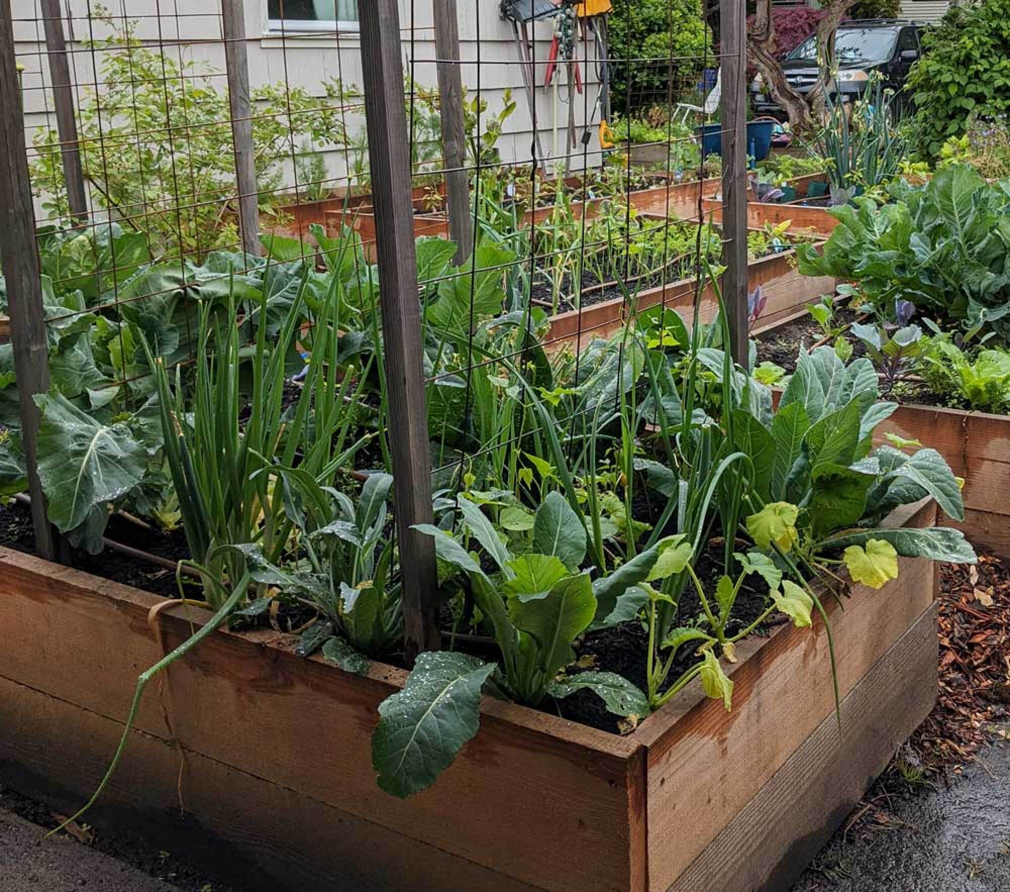 use trellises to help plants grow upward