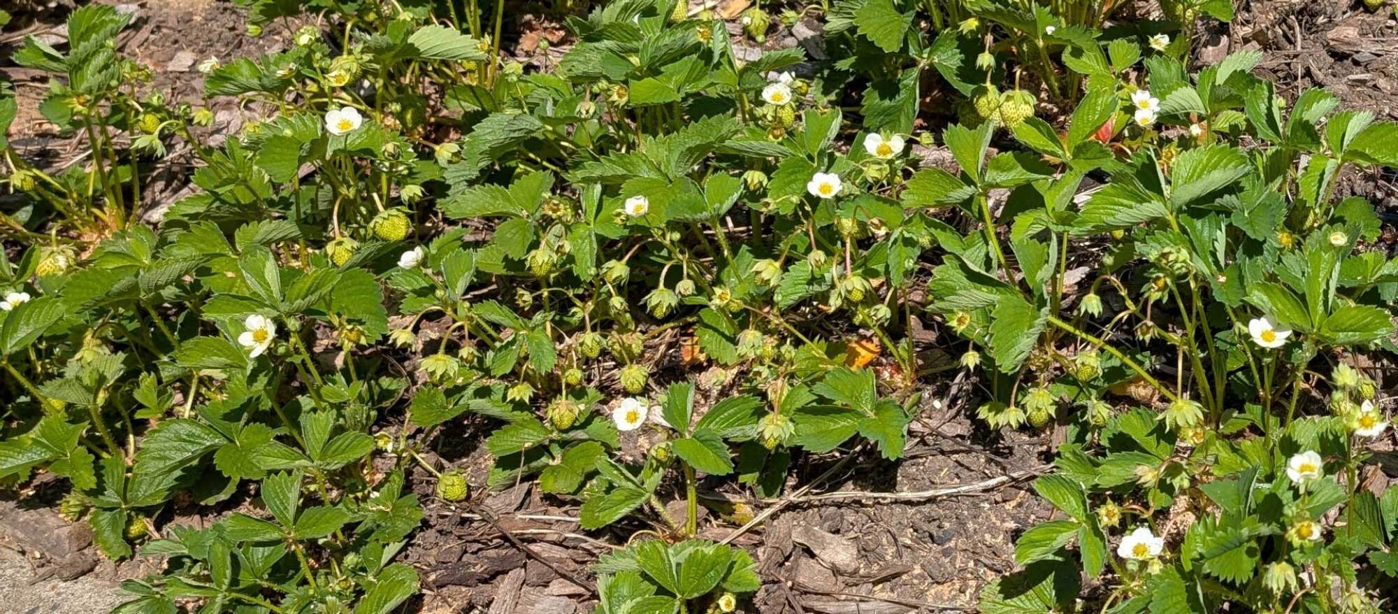 Strawberry plants