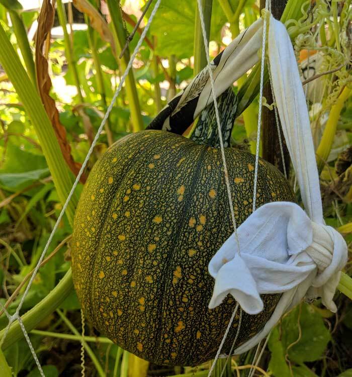 Pumpkin on a trellis