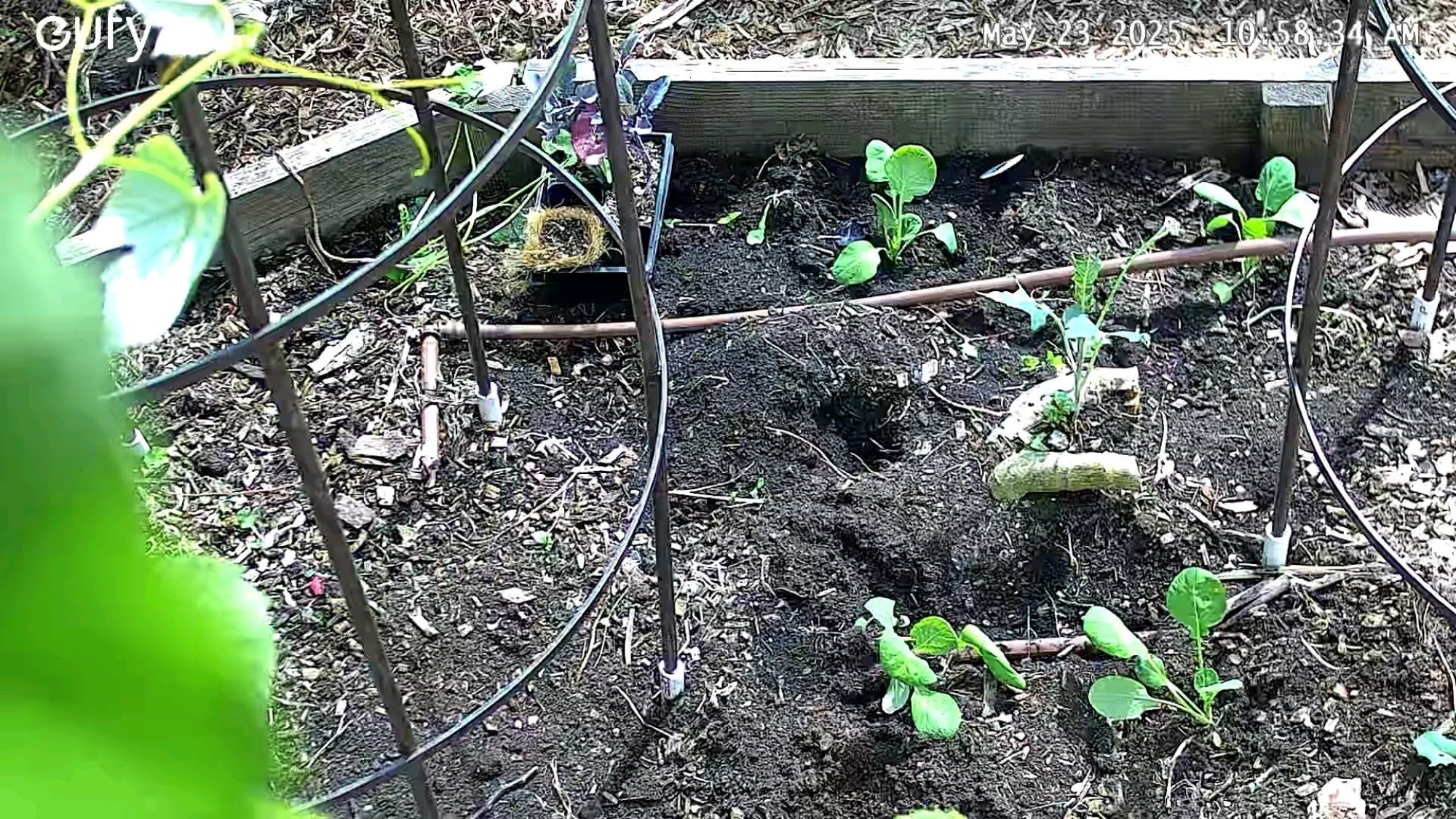 Close up of plants via security cam