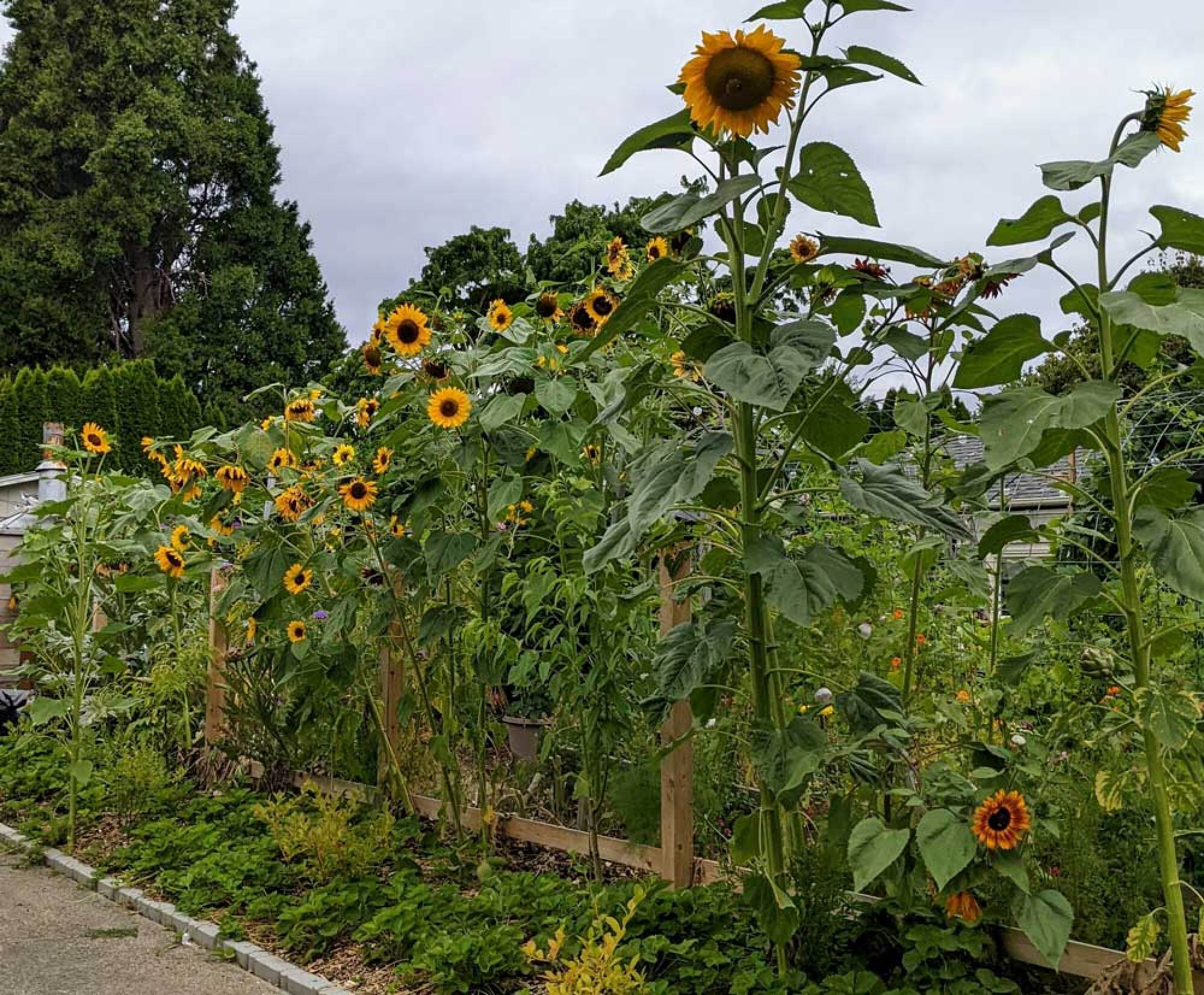 A row of sunflowers